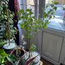 Indoor/ Outdoor Plants Image 4