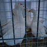 Welsh harlequins ducks & Embden geese for sale 20 Image 5