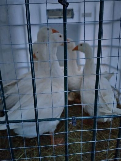 Welsh harlequins ducks & Embden geese for sale 20