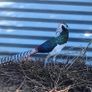 Ornamental Pheasants for sale Image 8