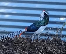 Ornamental Pheasants for sale