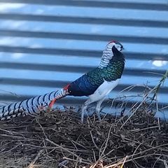 Ornamental Pheasants for sale