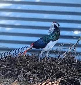 Ornamental Pheasants for sale