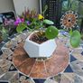 Chinese Money Indoor / House Plant / Pilea Image 3