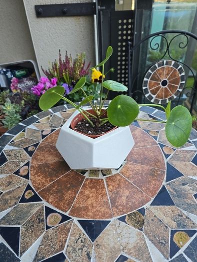 Chinese Money Indoor / House Plant / Pilea