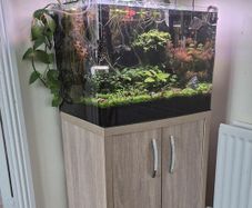 Complete Planted Aquarium Setup & Oak Cabinet