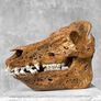 Authentic Hand Carved Wild Boar Skull - Bone Image 7