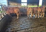 Limousin PBR Bulls