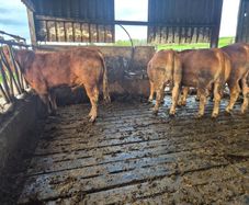 Limousin PBR Bulls
