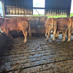 Limousin PBR Bulls