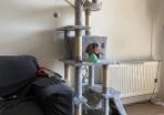 Used cat tree