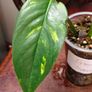 No.2 Epipremnum Pinnatum yellow flame Image 3