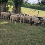 Sheep for sale Image 2