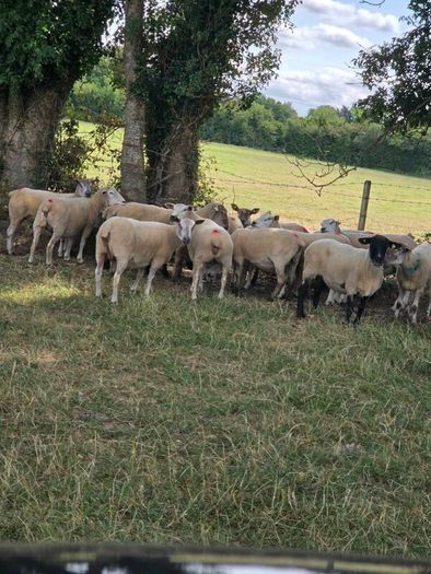 Sheep for sale