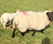 Ewes and lambs for sale