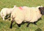 Ewes and lambs for sale