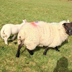 Ewes and lambs for sale