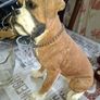 Beautiful Large Heavy Boxer Dog Ornament in Good Condition, Postage Available Image 2