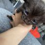 kitten Image 2