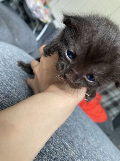 kitten