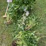 Flowers perennial daisies Image 5