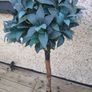 artificial trees Image 2