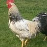 2 Breeding Cocks. Image 2