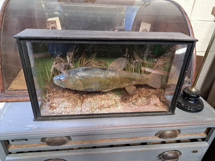 Antique Taxidermy