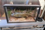 Antique Taxidermy