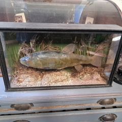 Antique Taxidermy