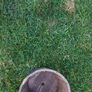 FREE Wooden flower pot , Image 2