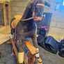 Rocking Horse Image 2