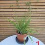 House Plants Image 2