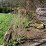 Gardening Image 3