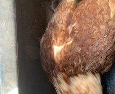 poultry