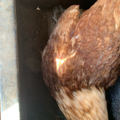 poultry
