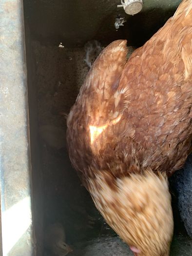 poultry