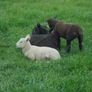 Hoggets , Ewes with Lambs Image 8