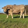 Bull lmx Image 5