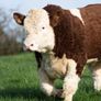 2 Serious Quality Simmental Bulls For Sale Image 3