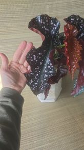 For begonia lovers