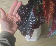 For begonia lovers