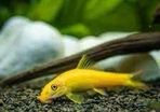 Chinese Algae Eater 3 to 3.5in Exchange Rehome