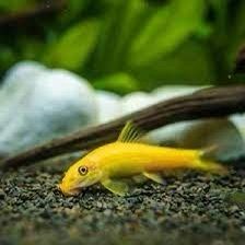Chinese Algae Eater 3 to 3.5in Exchange Rehome