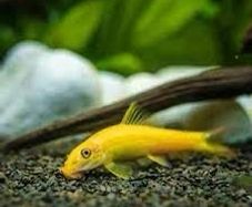 Chinese Algae Eater 3 to 3.5in Exchange Rehome