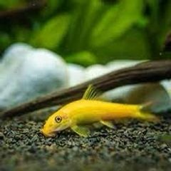 Chinese Algae Eater 3 to 3.5in Exchange Rehome