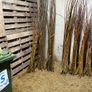 Willow cuttings Image 8
