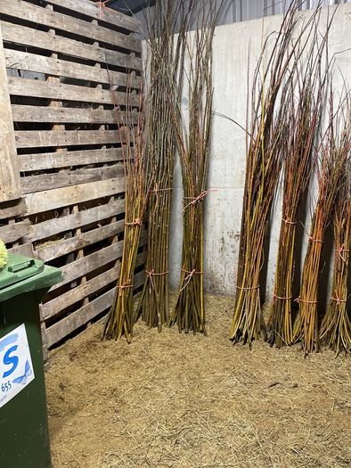 Willow cuttings