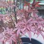 Japanese acer Image 2