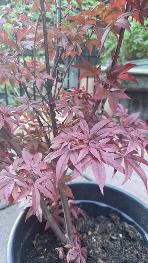 Japanese acer